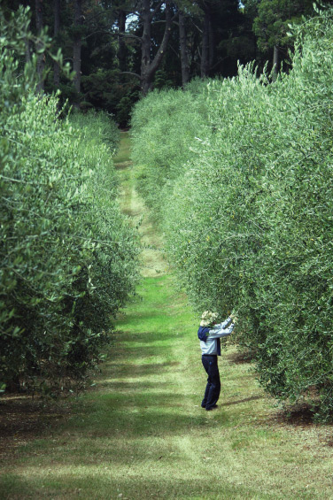 The stream olive grove